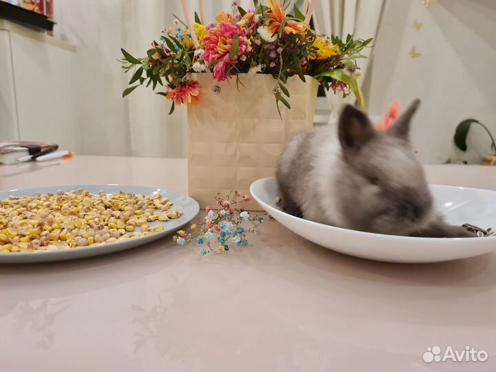 Декоративные кролики,доставка