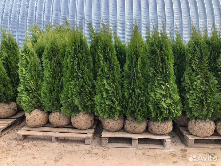 Туя в ассортименте: Смарагд, Брабант, Колумна