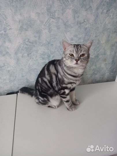 Кот шотландский