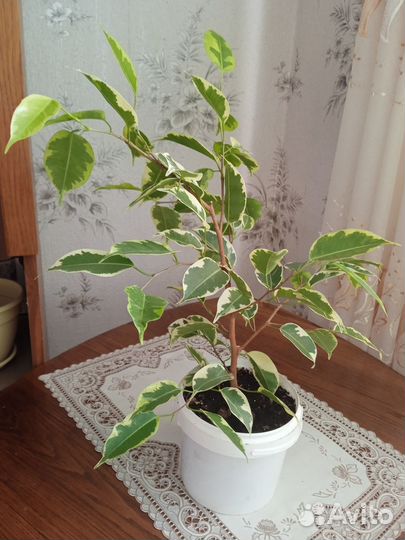 Фикус бенджамина