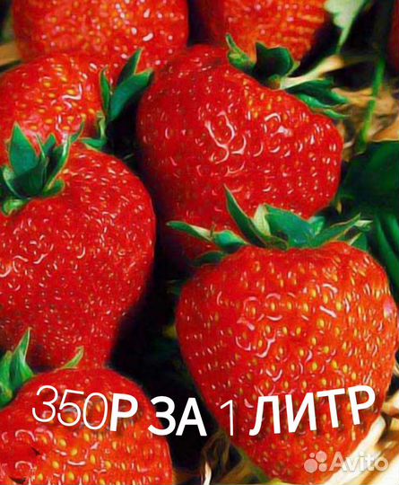 Клубника виктория ягода