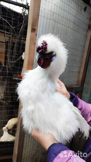 Китайский шелковый петушок