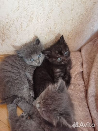 Котята в добрые руки