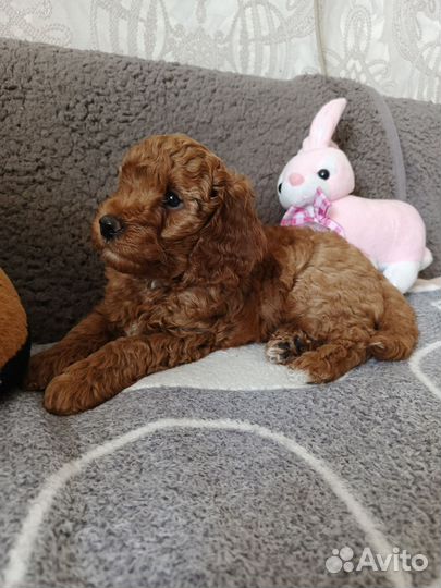 Щенки пуделя