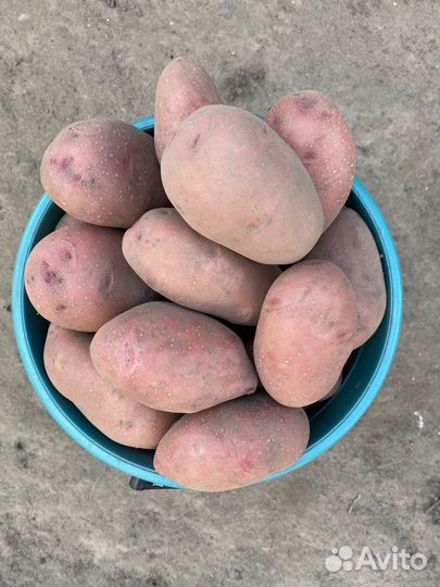 Продам картофель