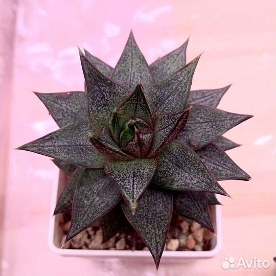 Редкие коллекционные суккуленты