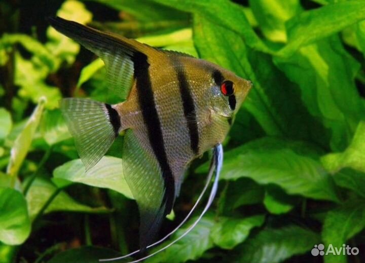 Рыбки и растения