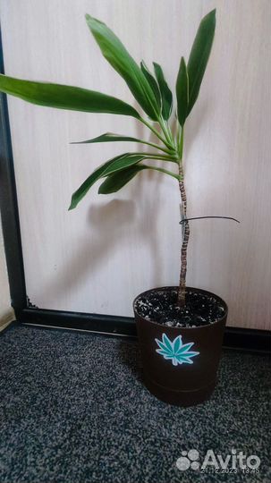 Кордилина Фруктикоза Конга