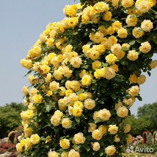 Розы плетистые