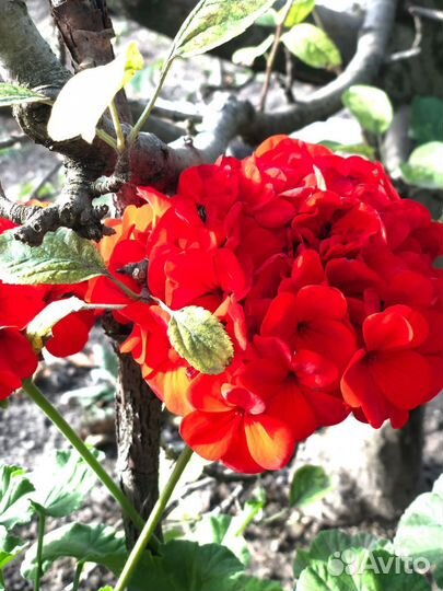 Пеларгония герань