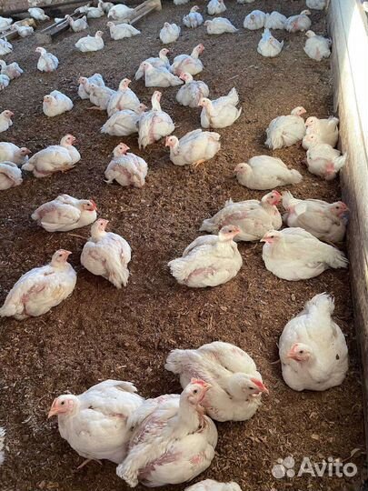 Индюшата, индюки, гусята, бройлер