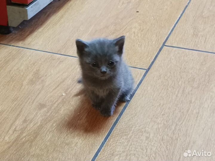 Шотландская кошка
