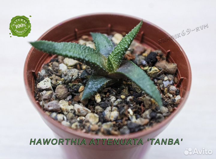 Хавортия (Haworthia)