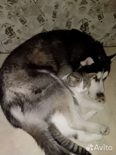 Собаки бесплатно в добрые руки