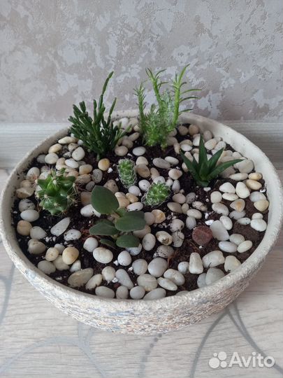 Кактусы и суккуленты, мини сад (флорариум)
