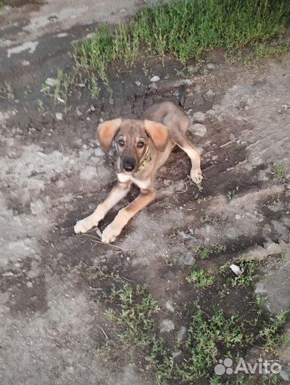 Отдам в добрые руки щенка