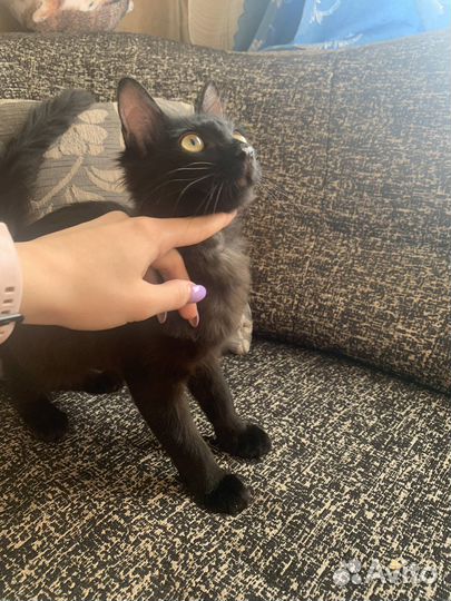 Молодой котик в заботливые руки