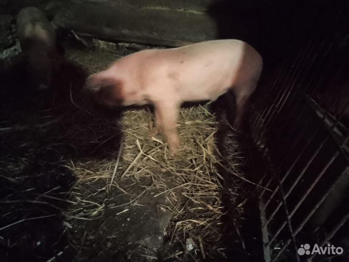 Поросенок ландрас