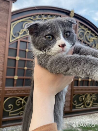 Вислоухие котята