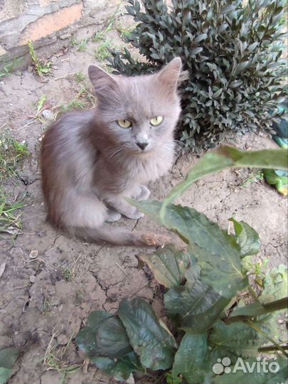 Котики оттуда