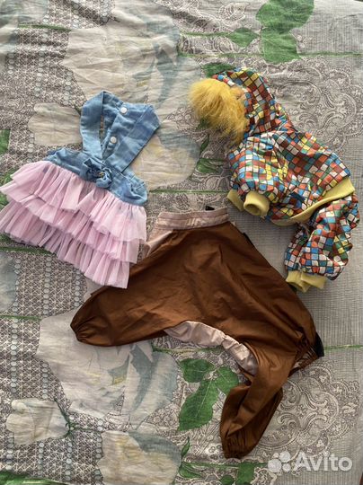 На йорка или маленькую собаку