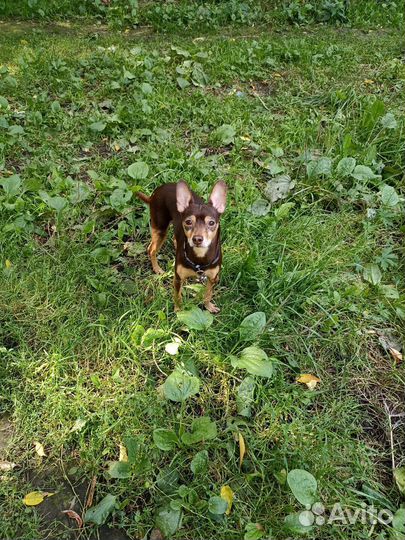 Вязка той-терьер