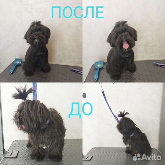 Груминг. Стрижка собак и кошек, экспресс-линька