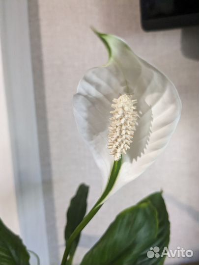 Спатифиллум