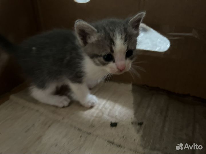 Котята в добрые руки, даром