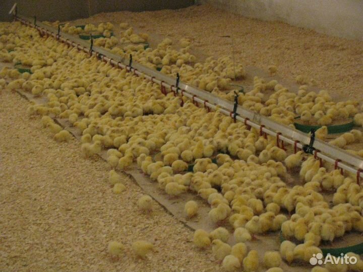 Суточные Индюшата