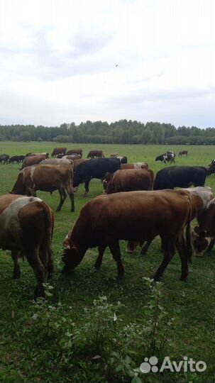 Бычки телки