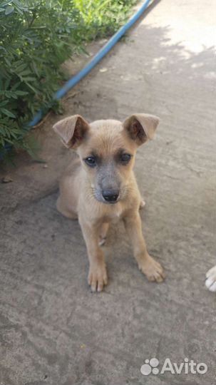 Собака в добрые руки щенок