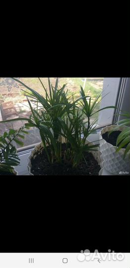 Комнатные цветы