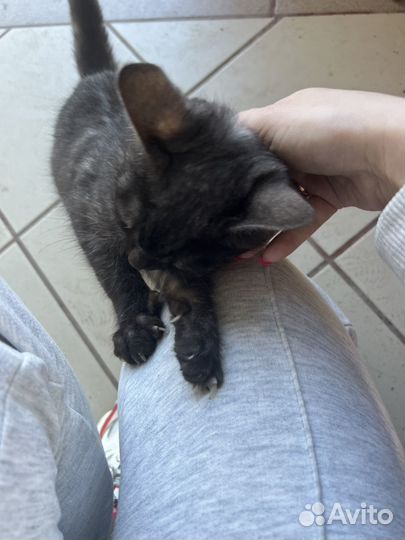 Кошка в добрые