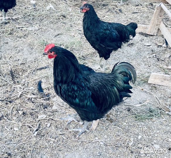 Продам петухов