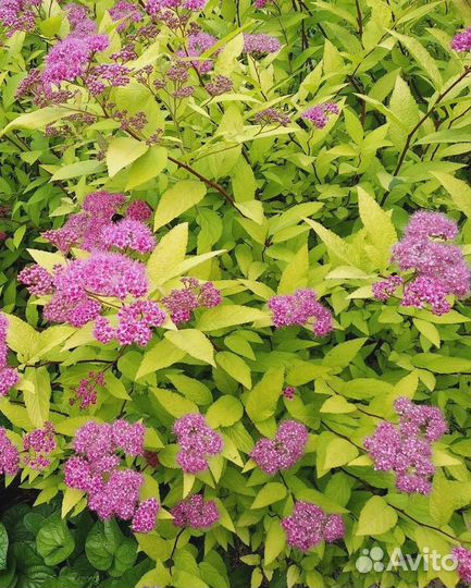 Спирея японская Голден принцесс 1 шт (горшок)