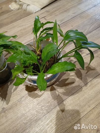 Спатифиллум