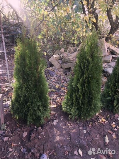 Туя западная
