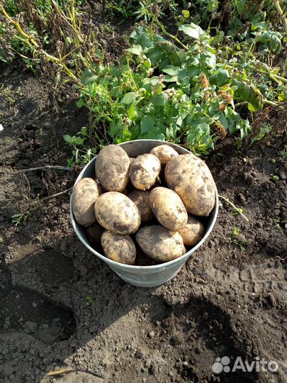 Продам картофель крупный