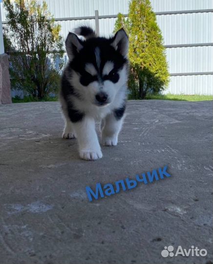 Сибирский хаски