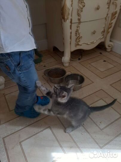 Котятки в дар