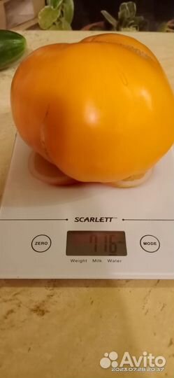 Семена коллекционных томатов