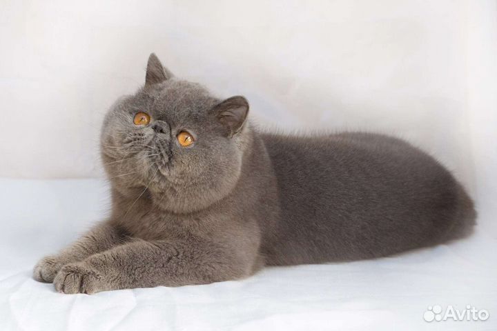 Экзот для вязки