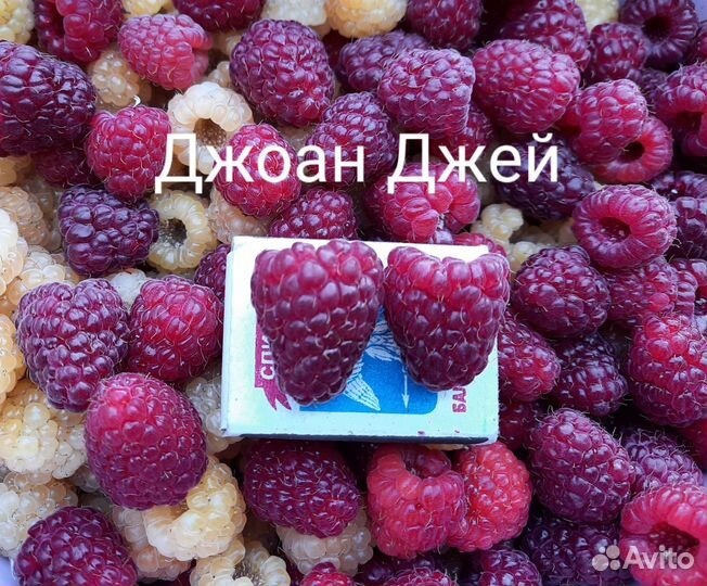 Саженцы малины