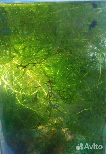 Аквариумное растение