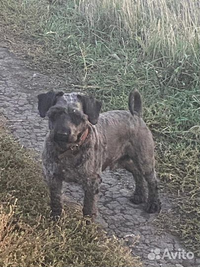 Отдам двух щенков в добрые руки