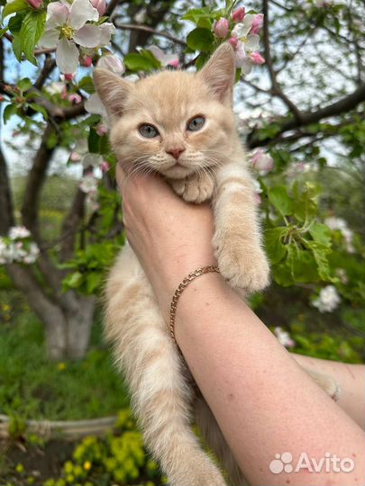 Шотландский кот скоттиш-страйт