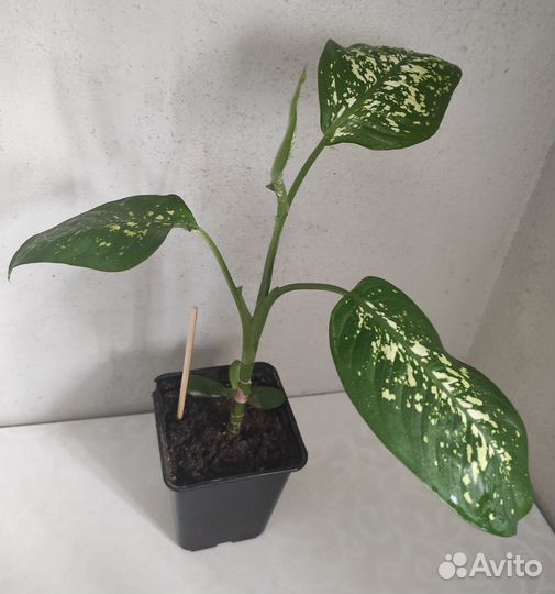 Диффенбахия