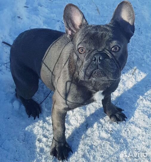 Французский бульдог голубого с подпалом вязка