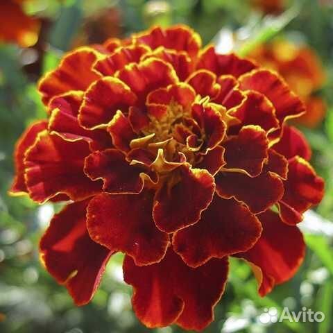 Бархатцы семена